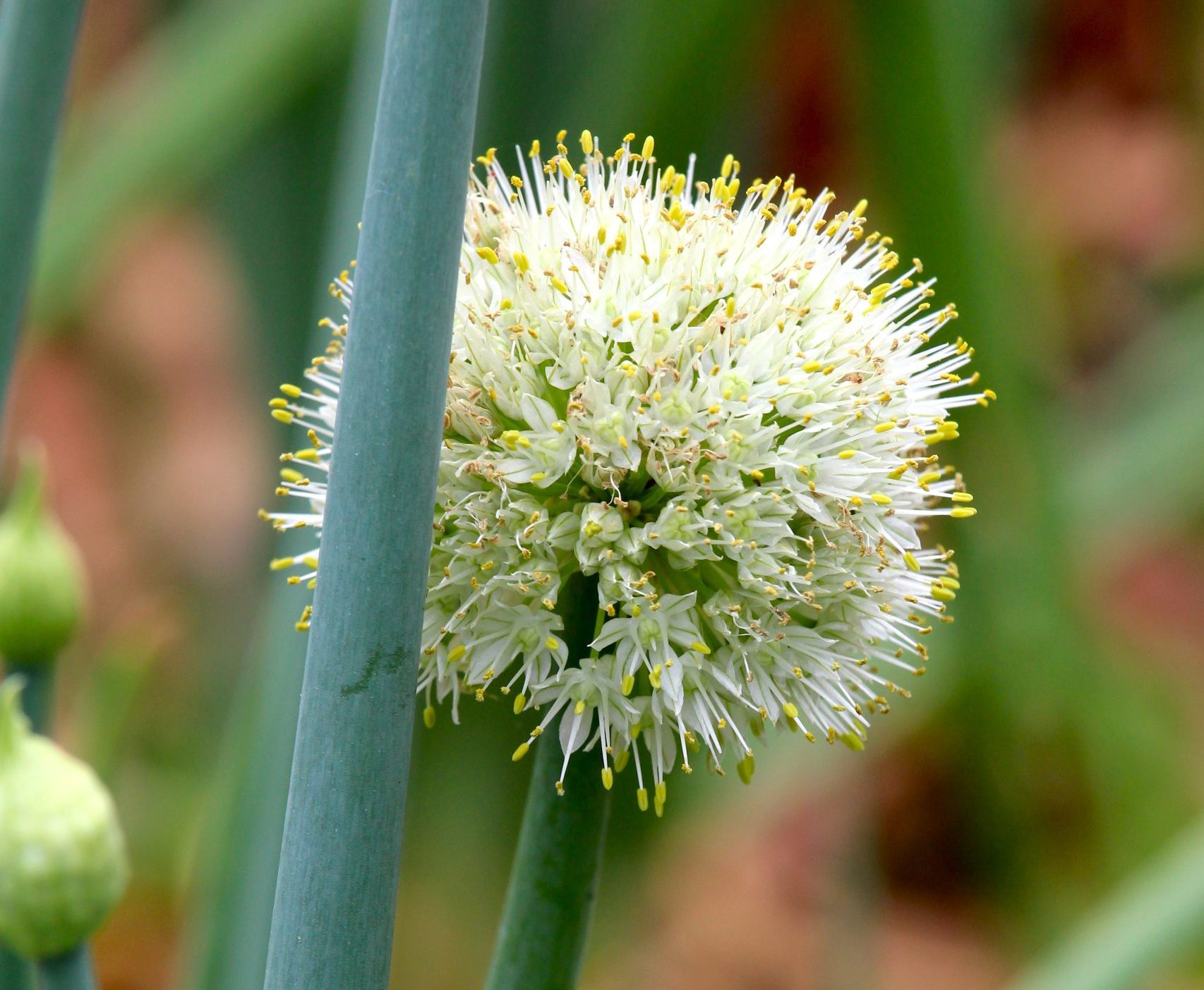 close-up-dandelion
