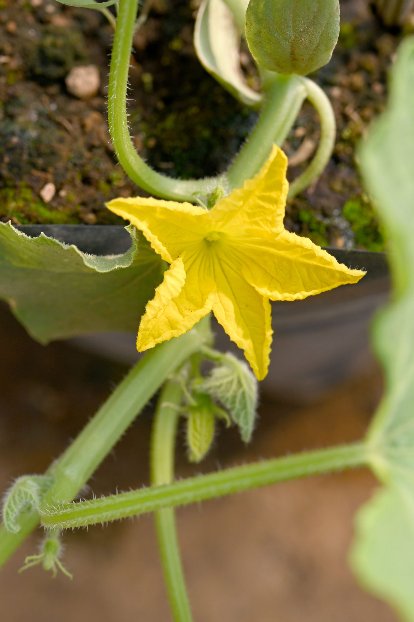 pepino